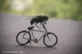 /album/srandovni-obrazky-na-internetu/funny-fly-on-bike-lustige-fliege-auf-dem-fahrrad-drole-mouche-sur-le-velo-srandovni-moucha-na-kole-jpg/